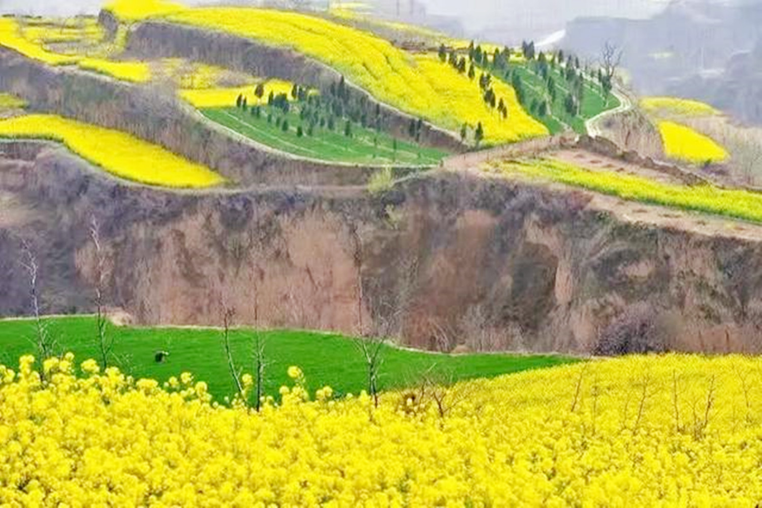 山西油菜花旅游景点有哪些?有四个赏花胜地,明年可不要错过了