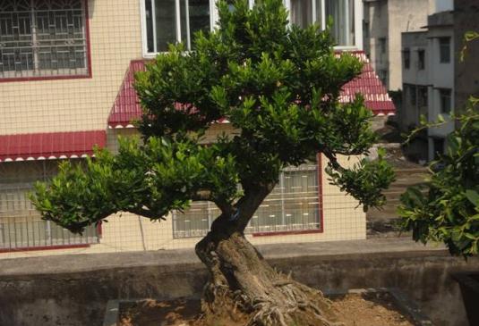 家中养"4款"盆景,修身养性,与心爱之人一起赏花|盆景|养护|土沉香
