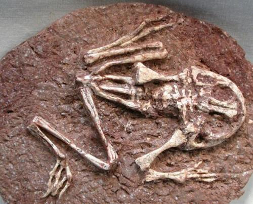 从魔鬼蛙化石的复原图看,它与现在的蟾蜍非常的相似,都长着一张宽阔的