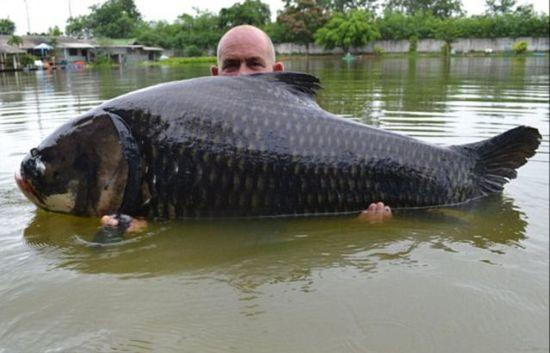 男子捕获200斤大鱼要三名壮汉才能将其抱起看得头皮发麻