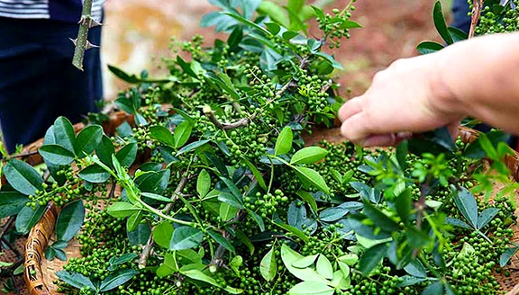 花椒麻椒藤椒有啥区别应该怎么用看完涨知识做饭更好吃