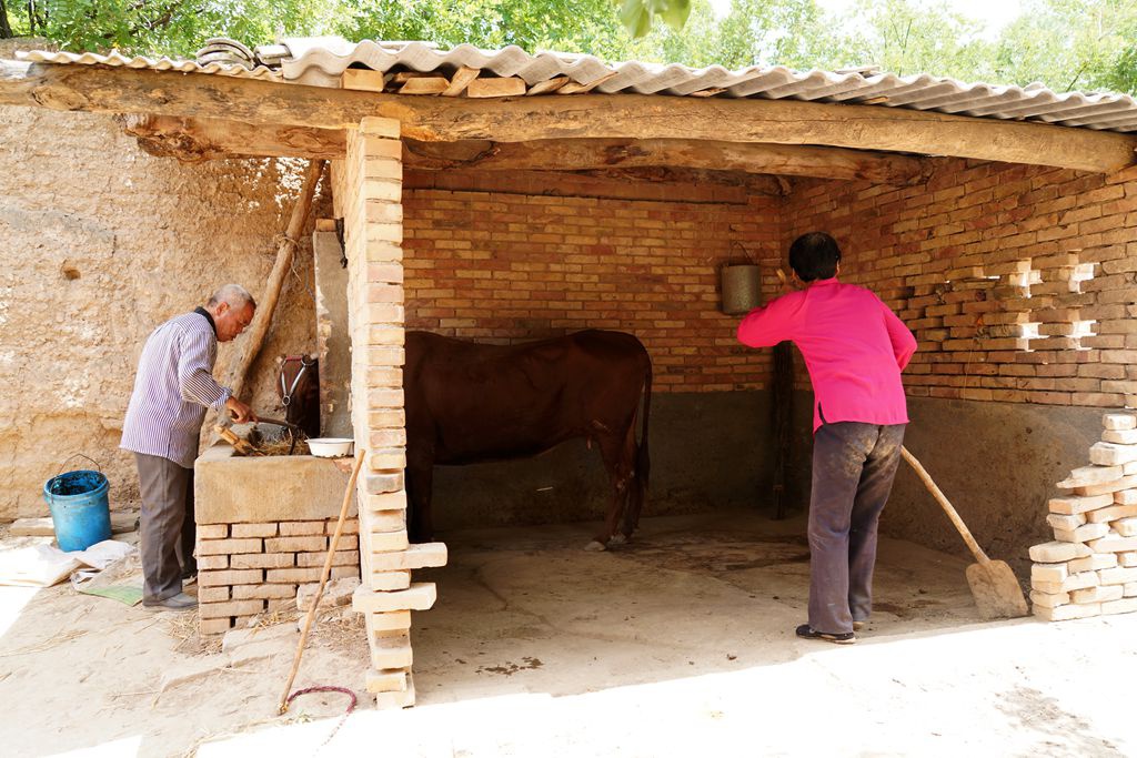 6旬农民大娘把16岁老牛当孩子养,老死也不卖掉,咋回事
