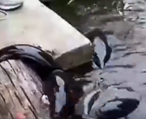 男子河边喂鱼遭“怪鱼”抢食，孰料竟引来如此可怕生物休闲区蓝鸢梦想 - Www.slyday.coM