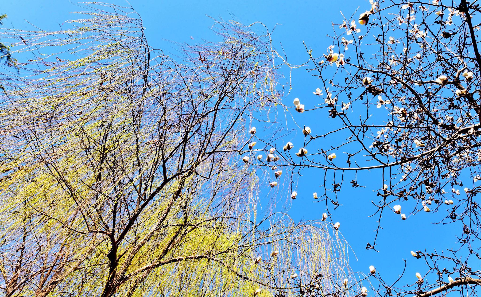 早春二月东北塘暖意融融好春光