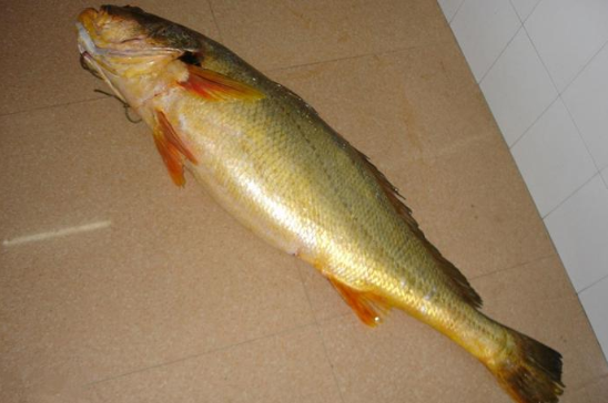 吃上一口就是幸福,普通人有钱也难买到|云南|长江刀鱼|食材_新浪新闻