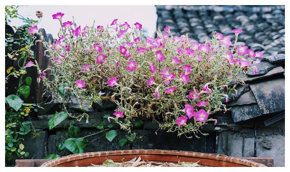 宁波海曙小学排名_海曙区公办小学户籍儿童