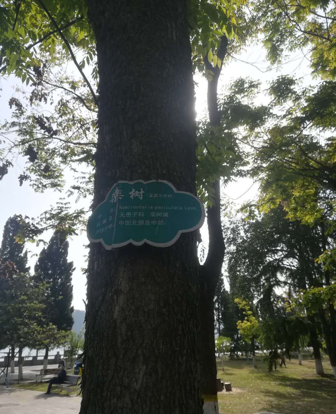 栾树,是宜昌市市树之一,还有一种是么事树您知道吗_高清图集_新浪网