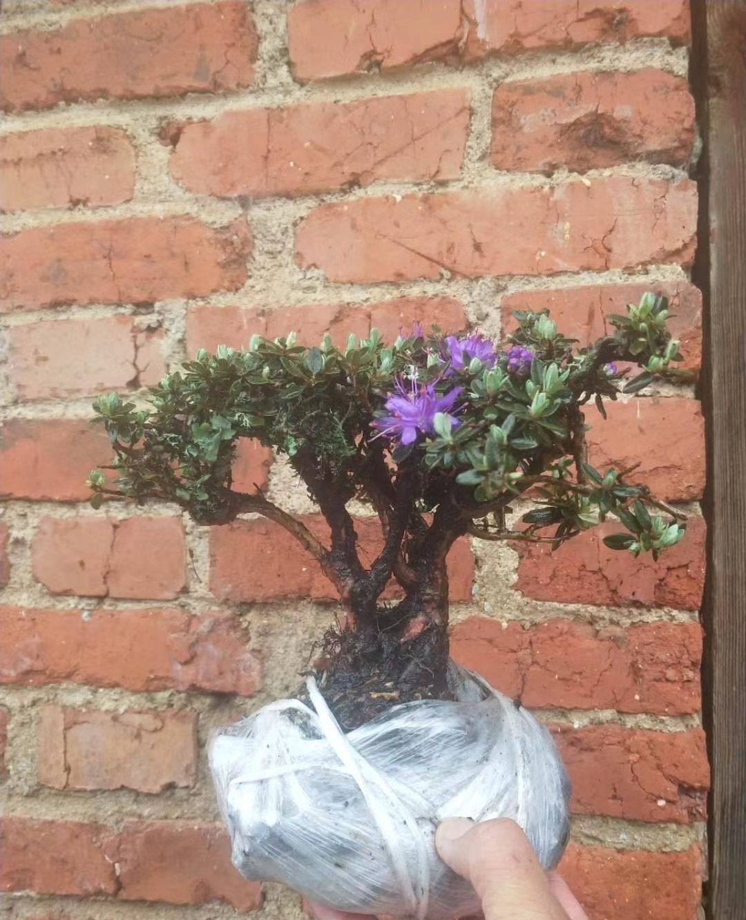 紫色的米叶杜鹃在夏季也是一抹靓色!