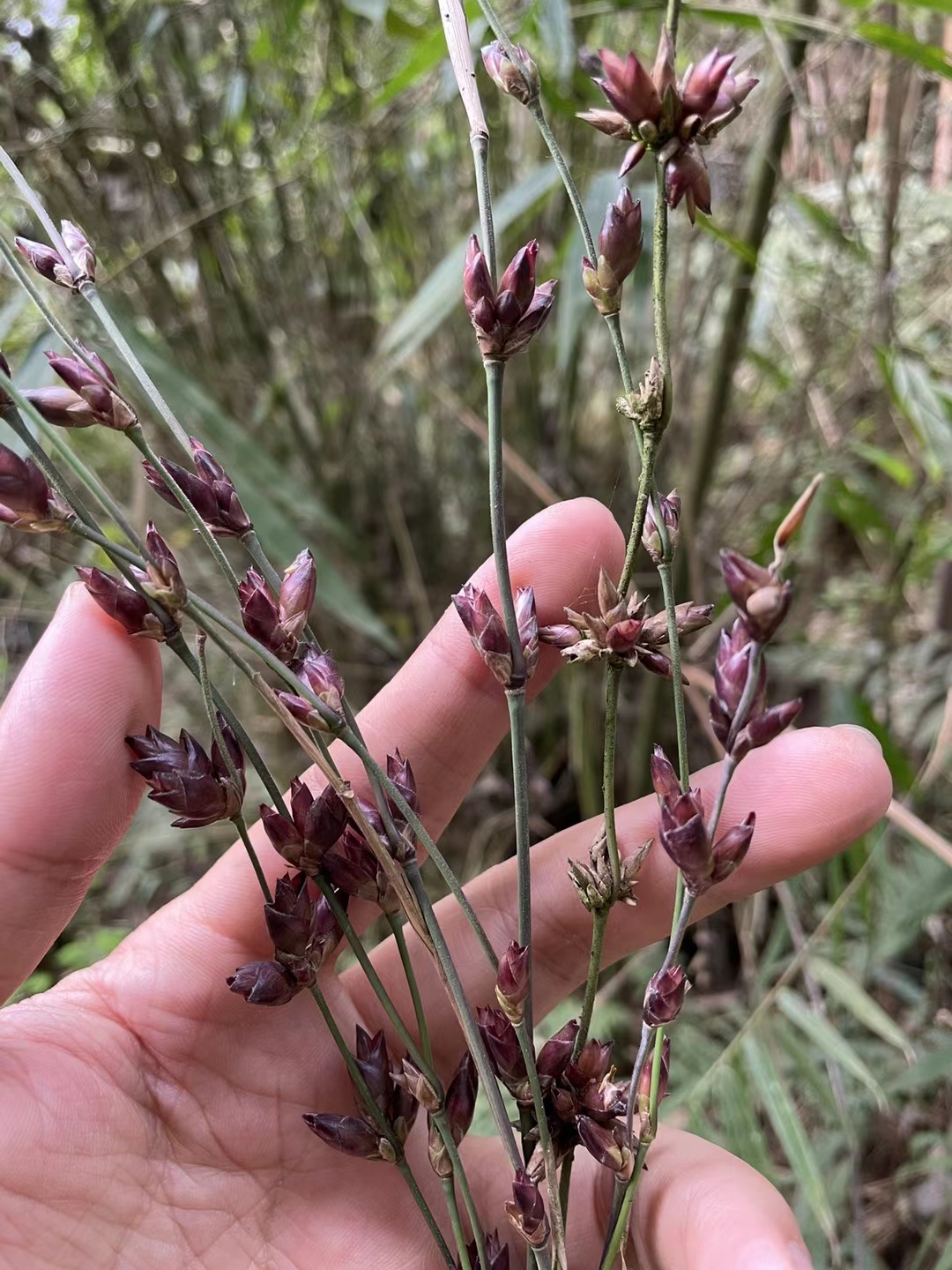 代表坚强的花朵"竹花"