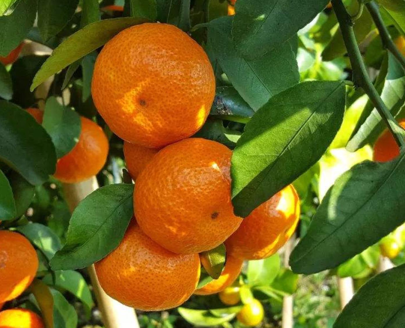 买沙糖桔时,不要只挑大的,教你1招,香甜美味又实惠,不要错过