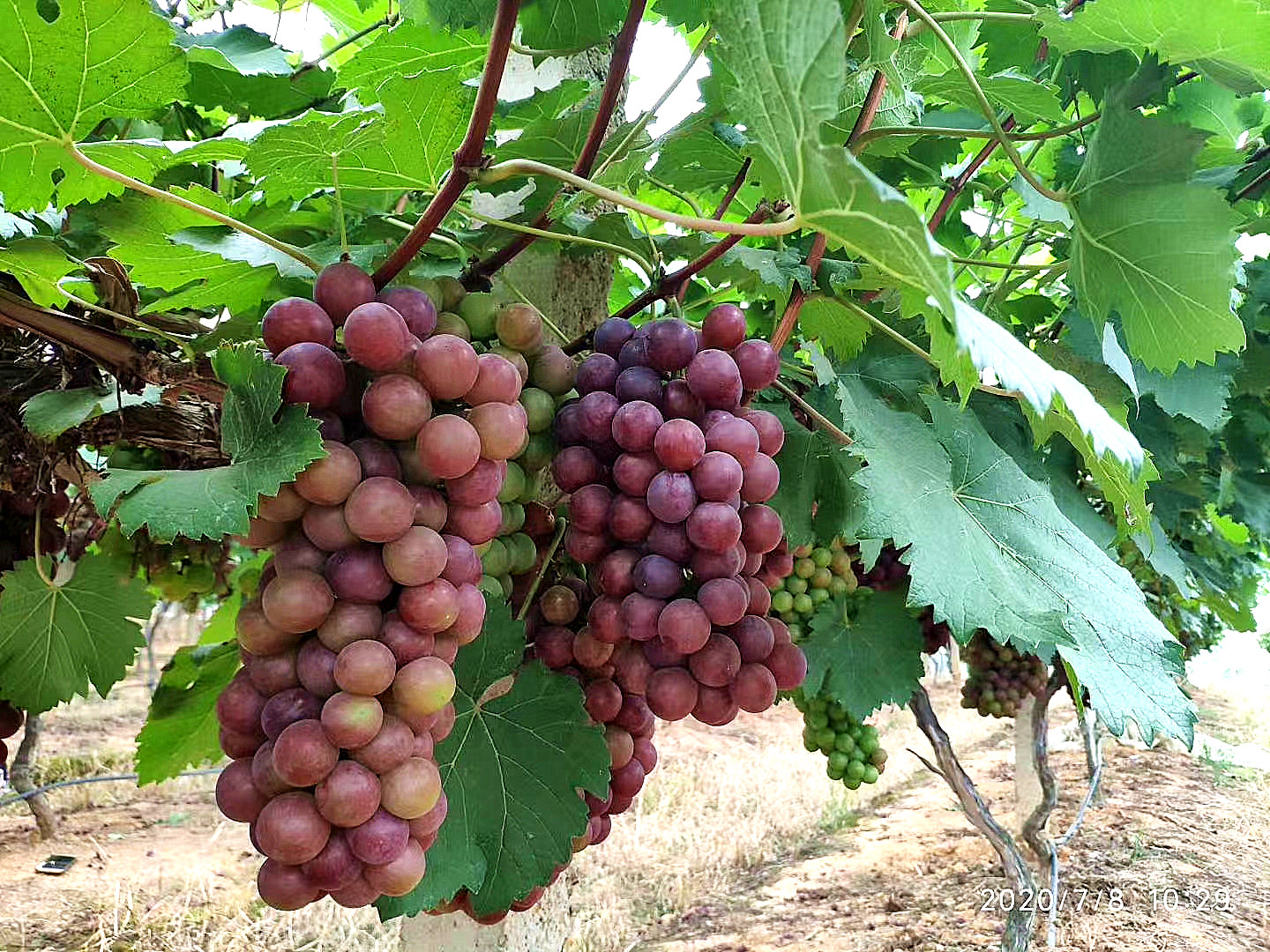 吉安视觉:井冈农科园的葡萄熟了