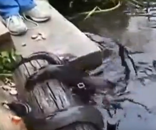 男子河边喂鱼遭“怪鱼”抢食，孰料竟引来如此可怕生物休闲区蓝鸢梦想 - Www.slyday.coM