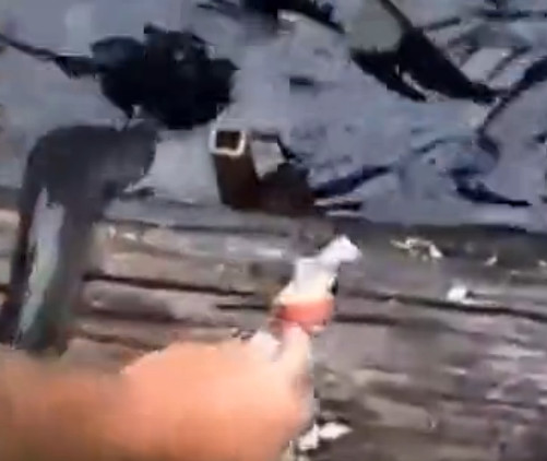 男子河边喂鱼遭“怪鱼”抢食，孰料竟引来如此可怕生物休闲区蓝鸢梦想 - Www.slyday.coM