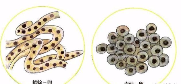 这些带状卵会缠绕在水草之上,静静地等待孵化,而青蛙产出的卵则是块状