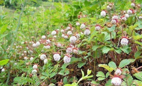 在我国很多农村地区,有一种野生草莓也是白色的,俗称"白泡儿","白藨"