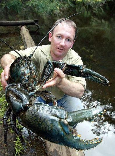 图为男子捕获的超级大龙虾