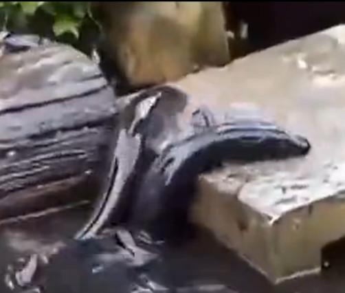 男子河边喂鱼遭“怪鱼”抢食，孰料竟引来如此可怕生物休闲区蓝鸢梦想 - Www.slyday.coM