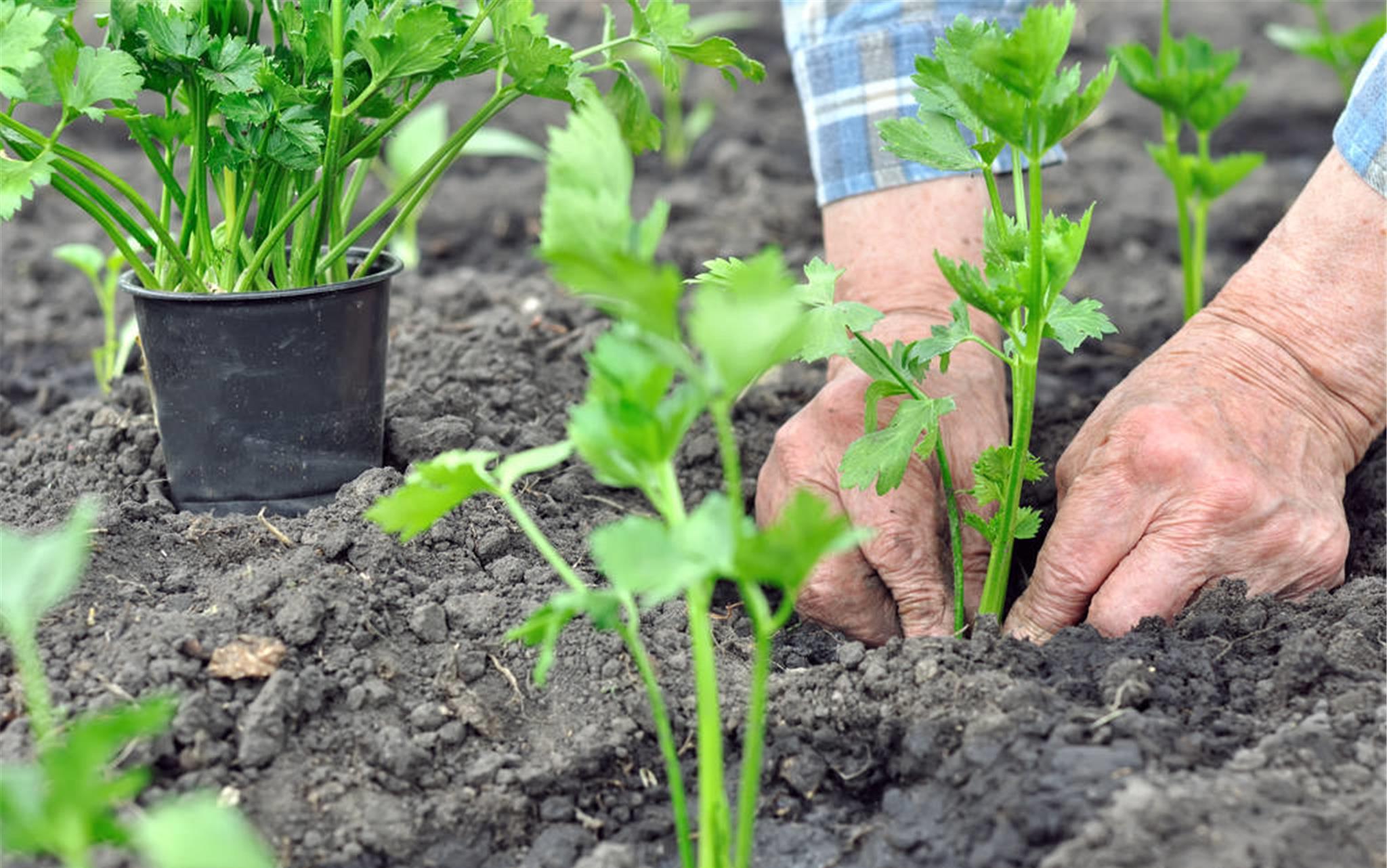 芹菜在生长过程中叶子发黄怎么办