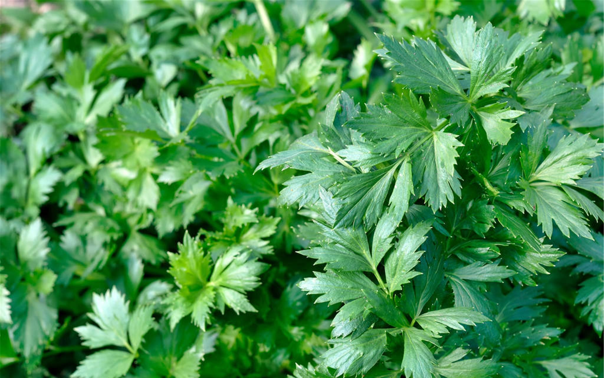 芹菜在生长过程中叶子发黄怎么办