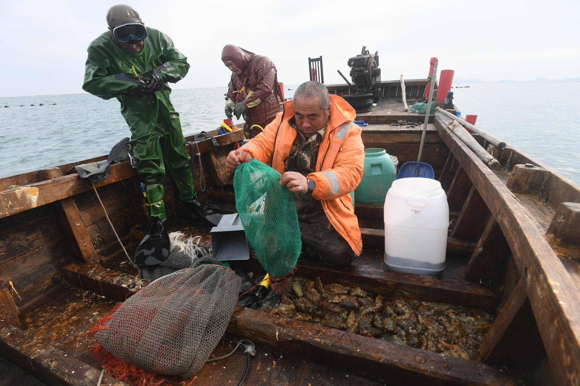 水下采捕野生海参如玩命个头未达标全部放归大海
