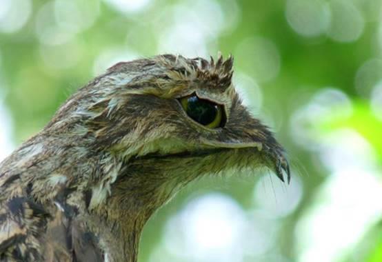 对于林鸱的隐藏特性,你是怎么看待的呢?