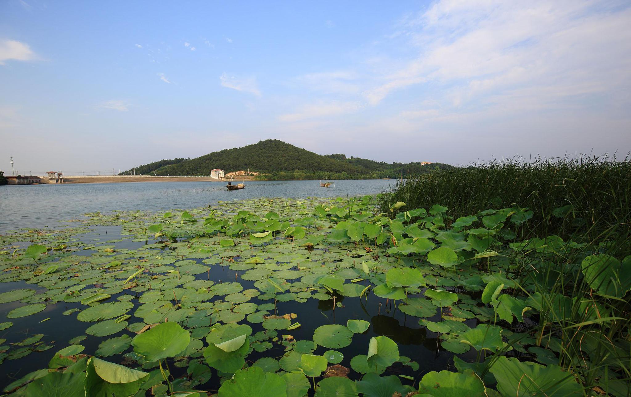 荷花即将闪亮登场,沈阳赏荷花的好去处