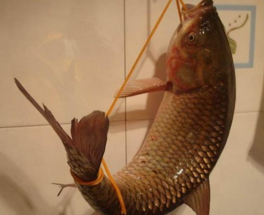 高手在民间,闽北神奇弓鱼术,能让鱼离水几天不死,是...