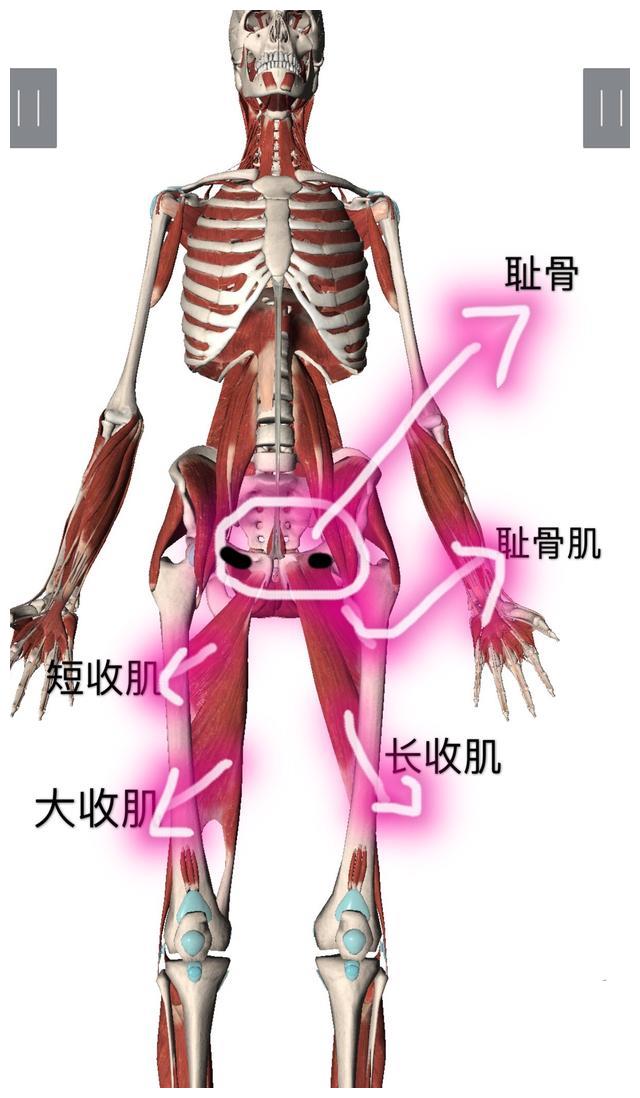 耻骨联合处很重要,不能让它分离;盆底肌很重要,不能让它无力和松弛说