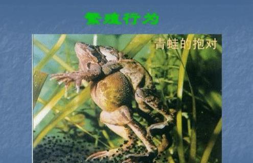 青蛙癞蛤蟆和蟾蜍一样吗有什么区别