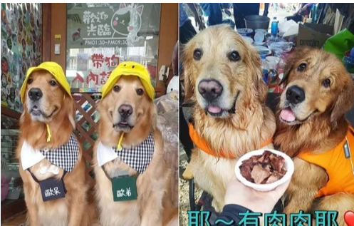 帮金毛弟弟庆生，旁边哥哥气到臭脸，寿星满脸委屈：呜好可怕休闲区蓝鸢梦想 - Www.slyday.coM