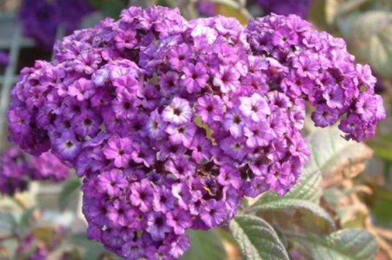 所以花朵完全盛开集合在一起,看起来就像一个绒球一样的,非常的有趣