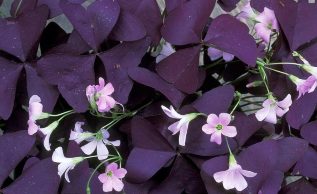 养盆紫叶酢浆草叶色鲜艳似蝴蝶随风起舞好美丽