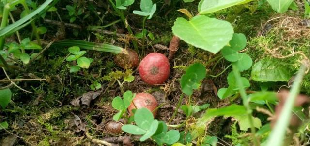 二嫂进山遇野地瓜,个头虽小营养高,50一斤买不到"六月六,野