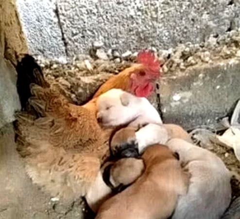 小狗生下不久妈妈就去世了,母鸡担起重任,做出的行为感动人休闲区蓝鸢梦想 - Www.slyday.coM 小狗生下不久妈妈就去世了,母鸡担起重任,做出的行为感动人休闲区蓝鸢梦想 - Www.slyday.coM