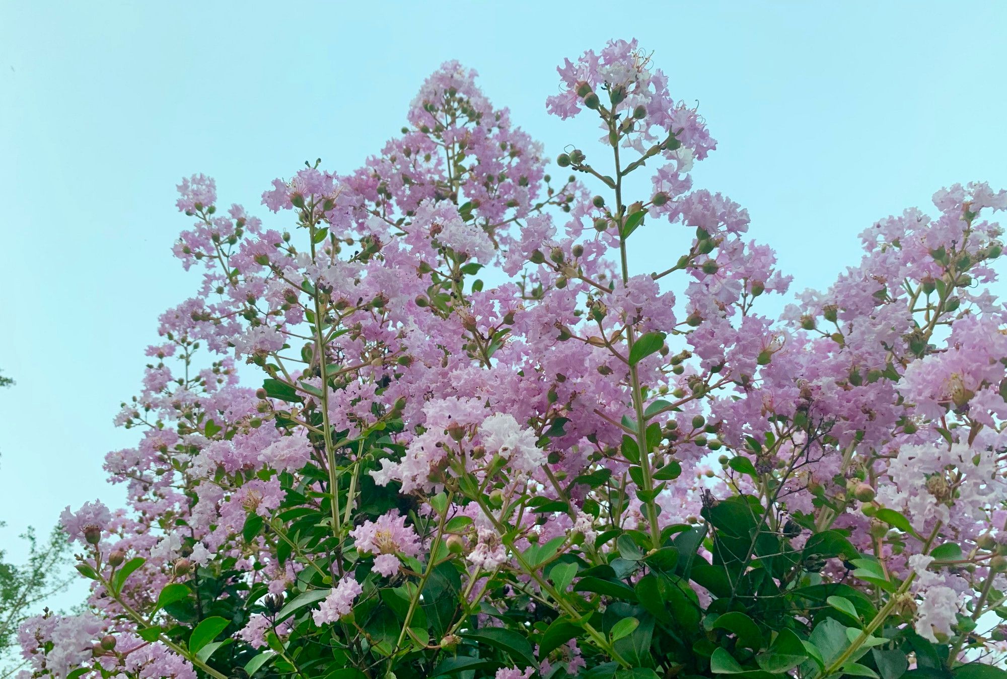 这里的紫薇花开的正艳 就在驻马店市滨河公园里 这里的紫薇花开的正艳 就在驻马店市滨河公园里