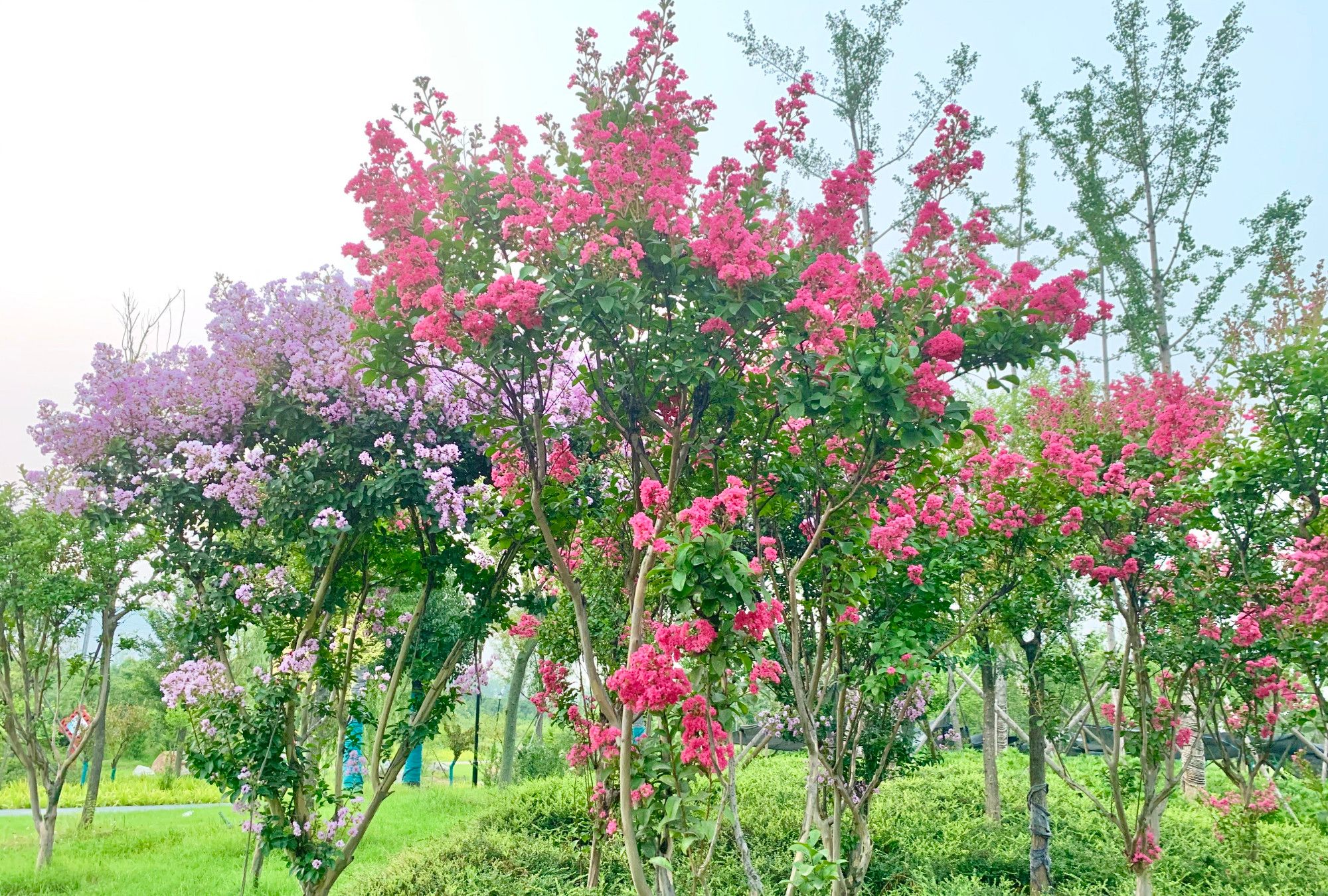 这里的紫薇花开的正艳就在驻马店市滨河公园里