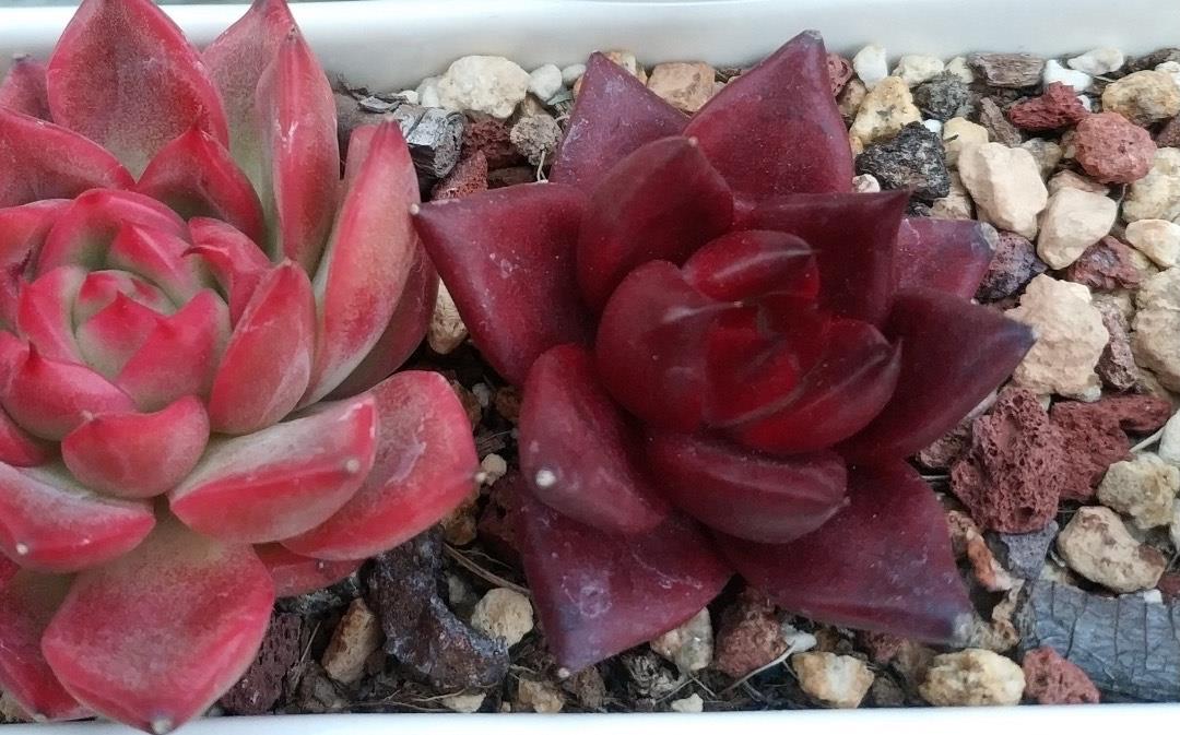 红得发紫的多肉罗宾做好3点去精养远离黑腐养出娇艳红