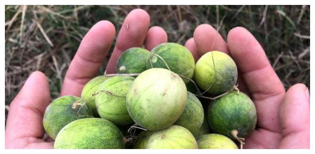以前农民讨厌的害草屎瓜,为啥现在成香饽饽?榨油炒菜吃香味扑鼻