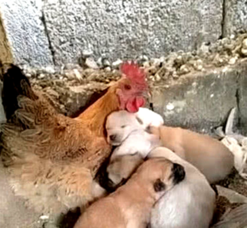 小狗生下不久妈妈就去世了,母鸡担起重任,做出的行为感动人休闲区蓝鸢梦想 - Www.slyday.coM 小狗生下不久妈妈就去世了,母鸡担起重任,做出的行为感动人休闲区蓝鸢梦想 - Www.slyday.coM