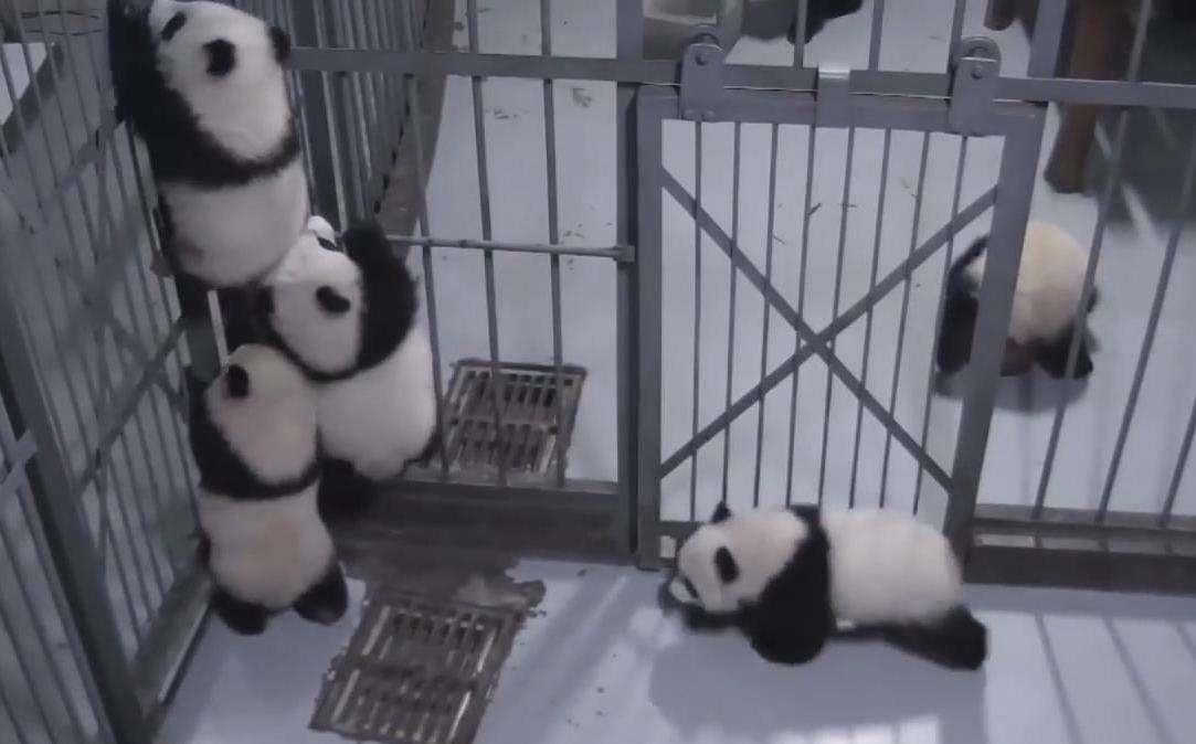 大熊猫宝宝一起越狱，“团子山”成功逼疯奶爸，接下来千万憋住休闲区蓝鸢梦想 - Www.slyday.coM