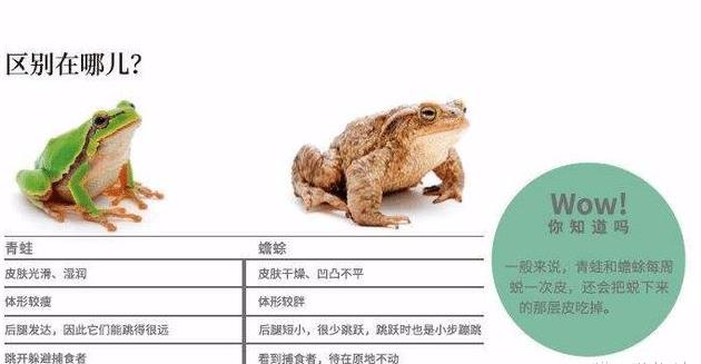 青蛙癞蛤蟆和蟾蜍一样吗有什么区别