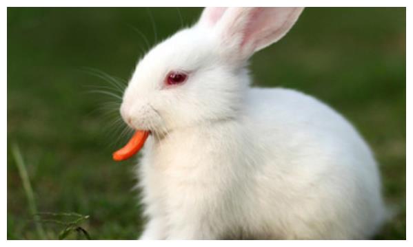 揭晓生肖兔的性格与命运情感与婚姻真不是一般人比得了