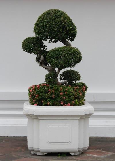 《枝展叶舒的盆景》轰天雷-协助拍摄