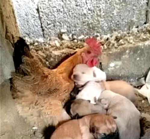 小狗生下不久妈妈就去世了,母鸡担起重任,做出的行为感动人休闲区蓝鸢梦想 - Www.slyday.coM 小狗生下不久妈妈就去世了,母鸡担起重任,做出的行为感动人休闲区蓝鸢梦想 - Www.slyday.coM