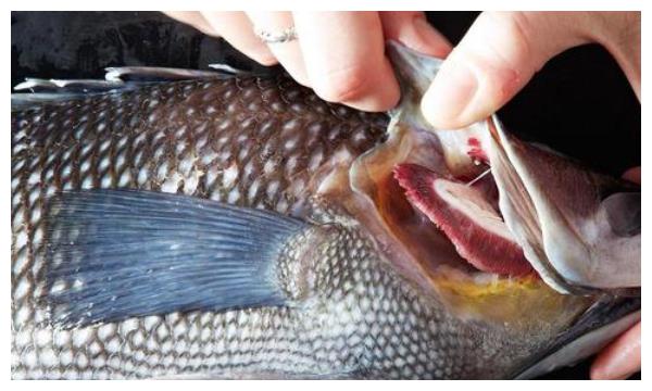 海鲜都是泡甲醛保鲜?营养师:教你如何识别海鲜是否泡过甲醛!