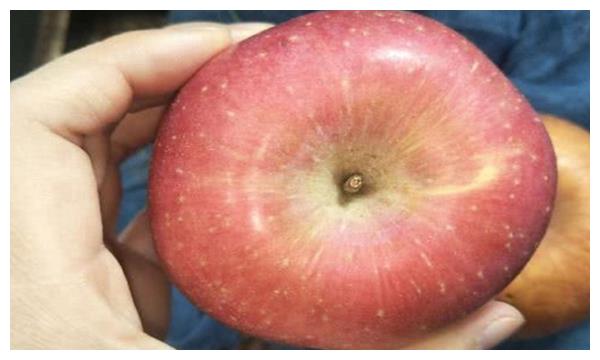 苹果也分雌雄?教你三招轻松辨别,记住了母的更甜水分更多