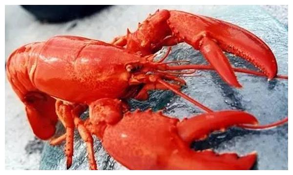 世界上最贵的大龙虾一口就吃掉一套房