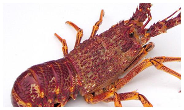 世界上最贵的大龙虾一口就吃掉一套房