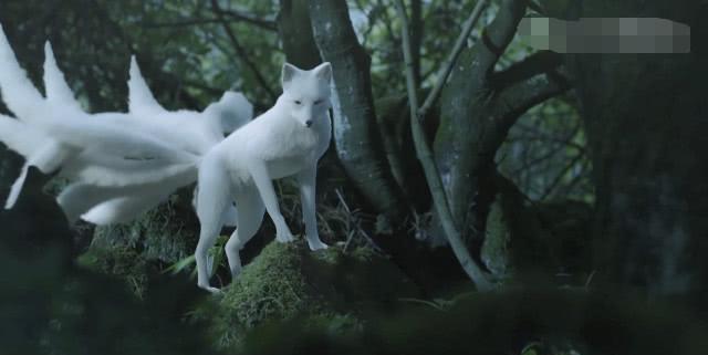 三生三世枕上书:凤九真身太可爱,看到白浅的原形,彻底沦陷