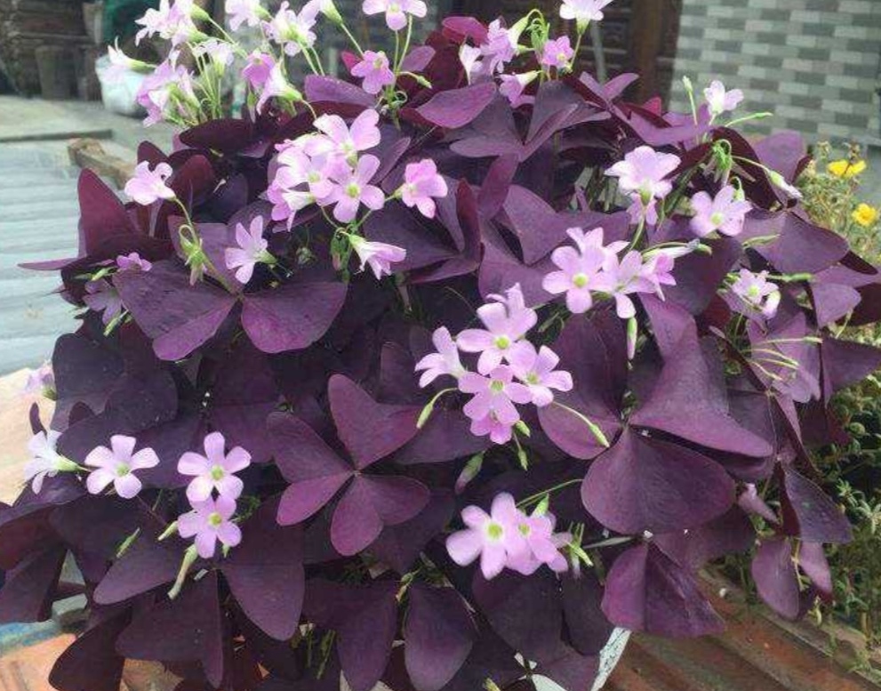 养盆紫叶酢浆草叶色鲜艳似蝴蝶随风起舞好美丽